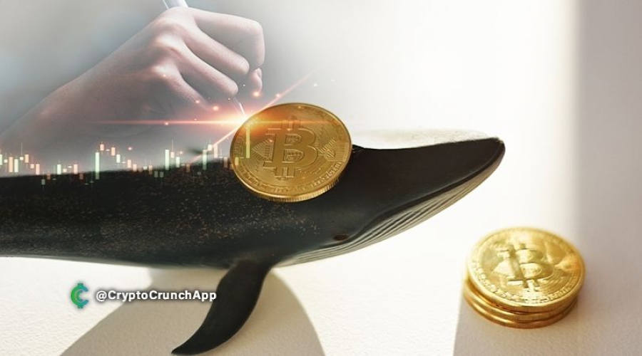 اخبار-نهنگ-ها-نهنگ-ها-در-5-سال-گذشته-60000-بیت-کوین-دیگر-خریداری-کردند