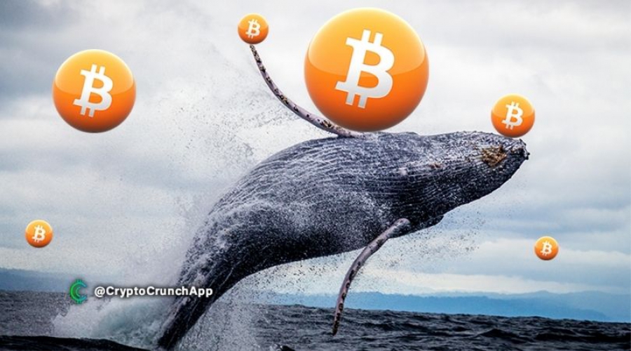 به-گفته-chainalysis-نهنگ-های-بیت-کوین-2-85-میلیارد-دلار-بیت-کوین-خریداری-کرده-اند