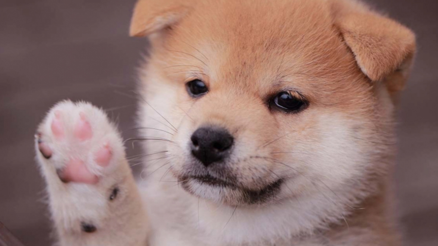 رشد-چشمگیر-248-درصدي-babydoge-در-چند-روز-اخیر