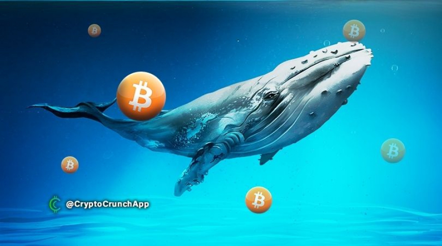 مالکیت-100-تا-1000-بیت-کوین-توسط-نهنگ-ها-در-حال-افزایش-است